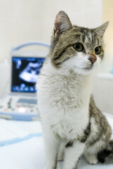 A young cat stands in front of an ultrasound machine showing an image. Concept: The cat is being examined using cutting-edge medical equipment in a caring clinic.