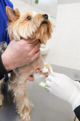 A small puppy undergoing a blood draw at a cutting-edge veterinary clinic, showcasing advanced care. Concept: modern veterinary care, puppy health, professional treatment.