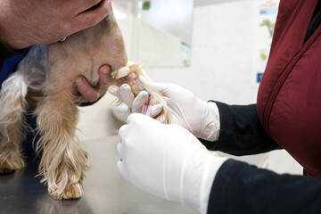 A veterinarian gently draws blood from a Yorkshire Terrier&rsquo;s paw in a clinic. Concept veterinary care