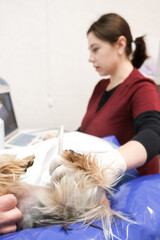 A small dog undergoes diagnostic ultrasound examination in a veterinary clinic. Concept diagnostic imaging