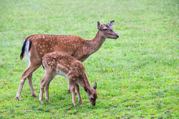 Mother deer and fawn in grassland