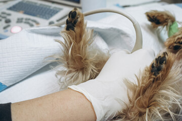 A small purebred dog undergoes an ultrasound examination in a veterinary clinic. Concept diagnostic imaging