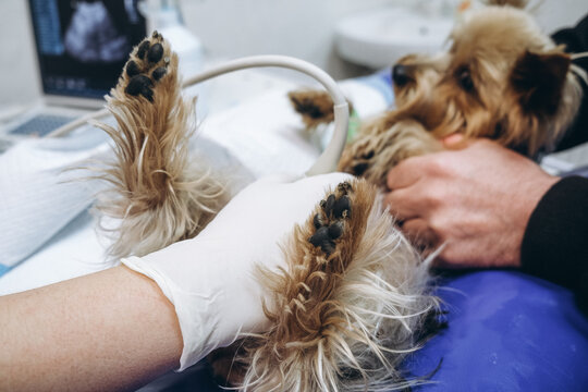 A veterinarian performs an ultrasound on a Yorkshire Terrier in a veterinary clinic. Concept diagnostic imaging