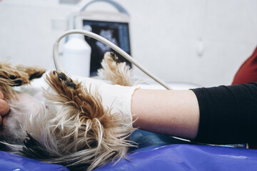A small dog undergoes diagnostic ultrasound examination in a veterinary clinic. Concept diagnostic imaging
