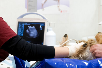A small dog receives an ultrasound scan for medical assessment in a veterinary clinic. Concept diagnostic imaging
