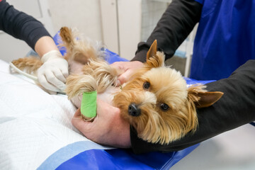 A small purebred dog undergoes an ultrasound examination in a veterinary clinic. Concept diagnostic imaging