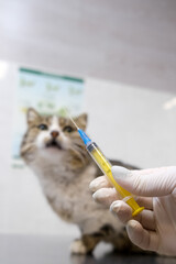 A veterinarian holds a syringe with a young cat in the background in a veterinary clinic. Concept medical care