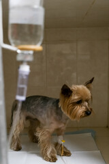 An intravenous catheter is already placed in a dog&rsquo;s paw in a veterinary hospital setting. Concept medical treatment