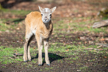 Young kid in the meadow looking at the camera