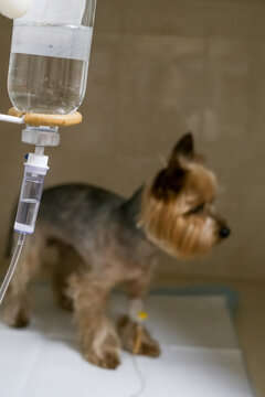A small purebred dog receives IV drip therapy in a veterinary clinic under supervision. Concept clinical treatment