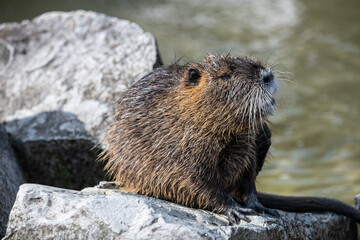 One beaver standing on the rocks near the river