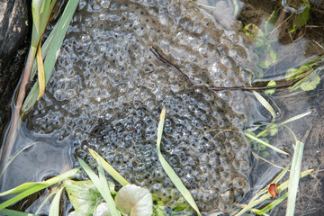Eggs / frogspawn of frog in the pond water