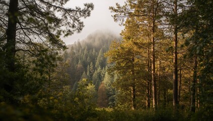 Fototapeta premium Morning wood amidst overcast skies, exploring the theme of isolation