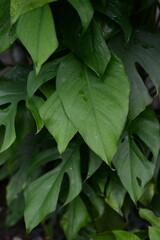 Fototapeta premium green leaves background