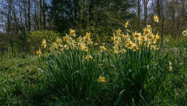 Tette a Tete daffodils are small, aromatic flowers that thrive naturally and serve as excellent spring garden borders