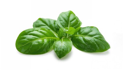 Fototapeta premium Baby spinach leaves on a white backdrop, nutrient-rich choice