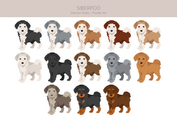 Siberpoo dog. Husky doodle clipart. Siberian husky Poodle mix. Different coat colors set.  Vector illustration