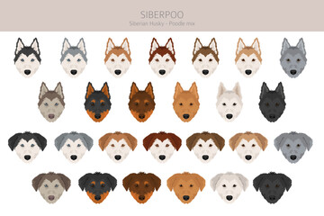Siberpoo dog. Husky doodle clipart. Siberian husky Poodle mix. Different coat colors set.  Vector illustration