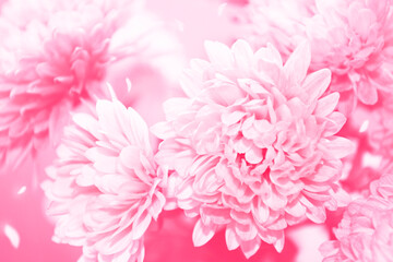 Soft focus. The photo is tinted pink. Garden chrysanthemums.  Autumn flowers.