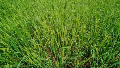 Obraz premium Indian subcontinent paddy crop suffering from bacterial leaf blight, agricultural impact, seasonal change