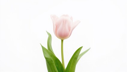 Fototapeta premium Pink tulip, a symbol of spring, representing renewal and growth