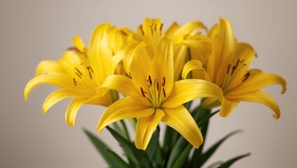 The vibrant yellow lily, symbolizing positivity and renewal