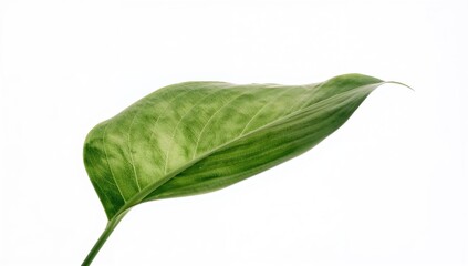 Obraz premium Close-up of a green leaf against a white background, highlighting its organic texture and seasonal summer essence