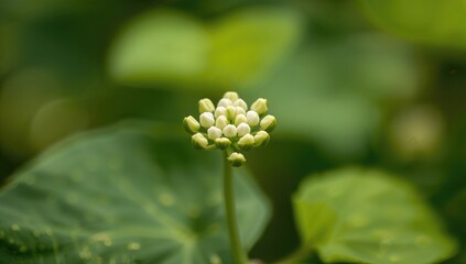 Hydrangea flower buds preparing to blossom in spring, conveying seasonal change