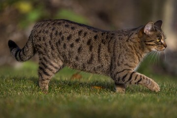 Bengal cat in nature outdoors