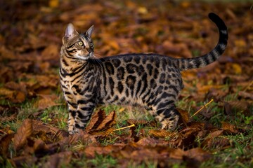 Bengal cat in nature outdoors