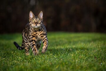 Bengal cat in nature outdoors