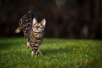 Bengal cat in nature outdoors