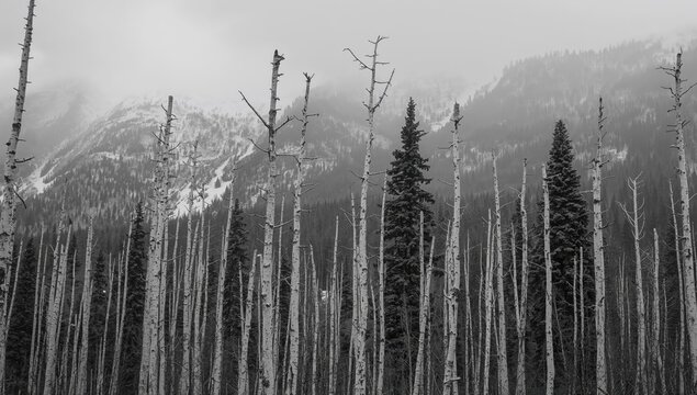Vertical arrangement of slender aspen tree trunks in black and white, showcasing natural patterns and textures