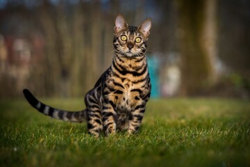 Bengal cat in nature outdoors