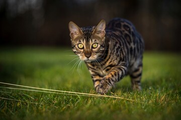Bengal cat in nature outdoors