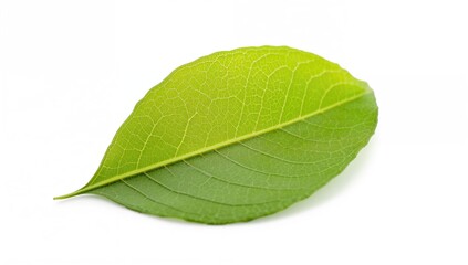 Obraz premium Fresh green chayote leaf on a white background, beneficial food choice