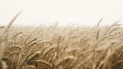 Fototapeta premium Wheat field against a white backdrop, fiber-dense choice