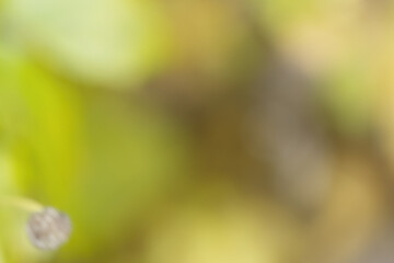 Green-brown background with a hint of yellow, green gradient background, brown-green background, bokeh rings