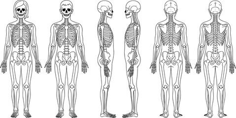 Human skeleton illustration with male and female anatomical views, detailed medical bone structure diagram, educational anatomy reference chart, scientific skeletal artwork