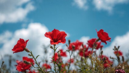Fototapeta premium Vibrant red blooms against a clear blue sky, seasonal change