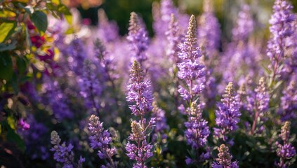 Obraz premium Small garden flower in purple hues, showcasing seasonal beauty