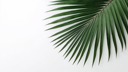 Fototapeta premium Close-up of a palm leaf against a white background, ideal for botanical design, Earth Day