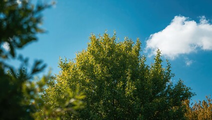 Obraz premium Green tree closeup in a garden, suitable for editorial header background