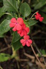 Close-up Delicate Red Impatiens Flowers Blooming in a Garden Setting