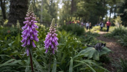 Obraz premium Orthosiphon aristatus or Orthosiphon stamineus plants thriving in the garden, potential benefits for herbal remedies
