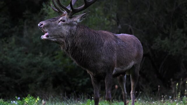 Adult male deer in the rutting season. Roaring of the male deer.