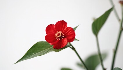 Close-up of a red flowering houseplant against a white backdrop, ideal for editorial use