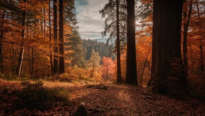 Fototapeta premium Autumn hues present in the Redwoods, seasonal change