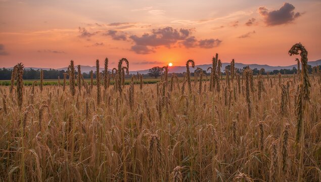 Sorghum plantation during sunset, featuring sweet stalks and seeds, fiber-dense agricultural choice