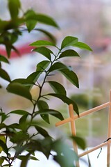 Obraz premium green leaves on a branch